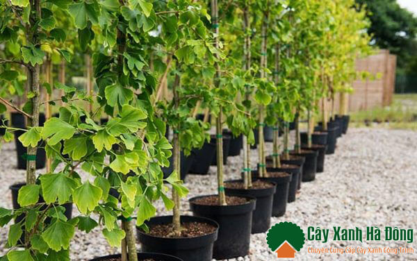 Bán cây bạch quả công trình