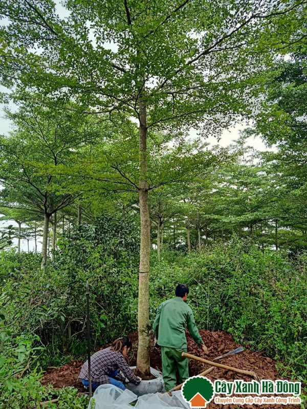 Bán cây bàng Đài Loan giá rẻ, chất lượng