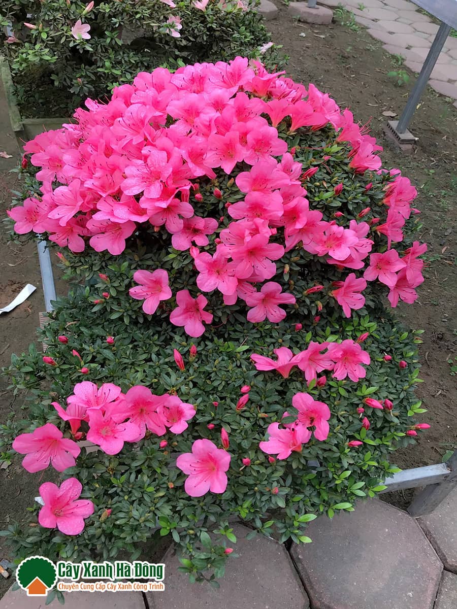 Bán cây hoa Đỗ Quyên tại Vườn Cây Xanh Hà Đông