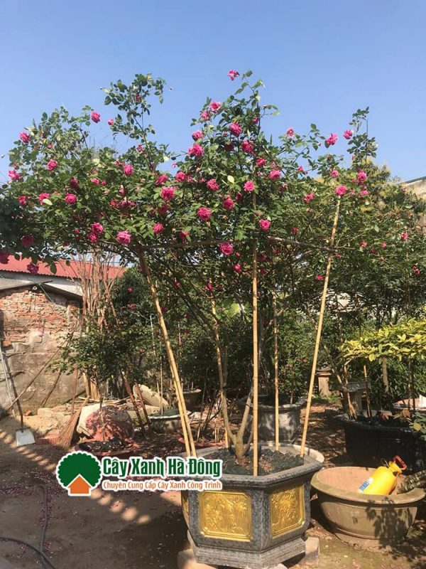 Bán cây Hoa Hồng Cổ Sapa tại Cây Xanh Hà Đông