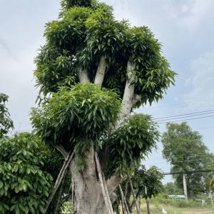 Bán cây Xoài tại Vườn Cây Xanh Hà Đông