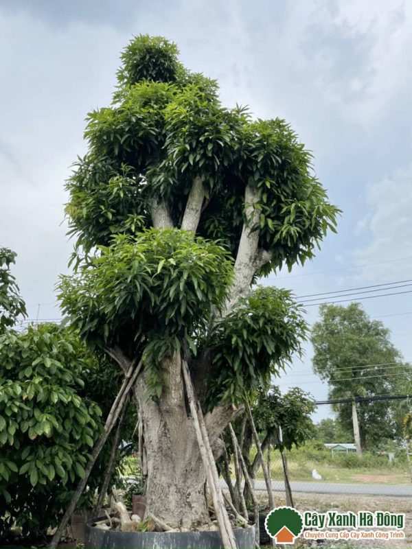Bán cây Xoài tại Vườn Cây Xanh Hà Đông