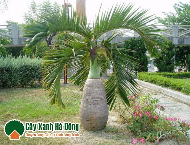 Cây cau sâm banh