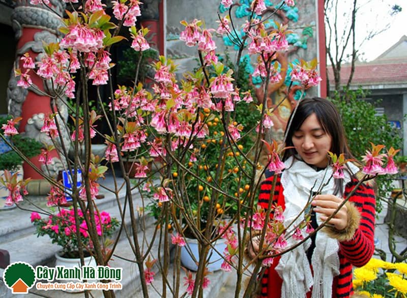 Cây Đào Chuông - Loài hoa xinh đẹp và dễ tính
