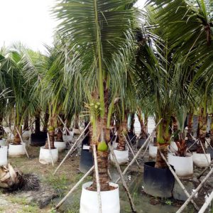 Cây Dừa công trình