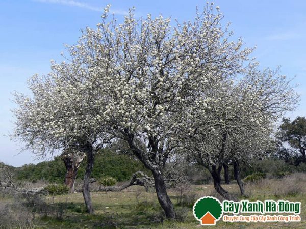Cây Hoa Lê còn được biết đến với tên gọi là cây Mắc Cọp