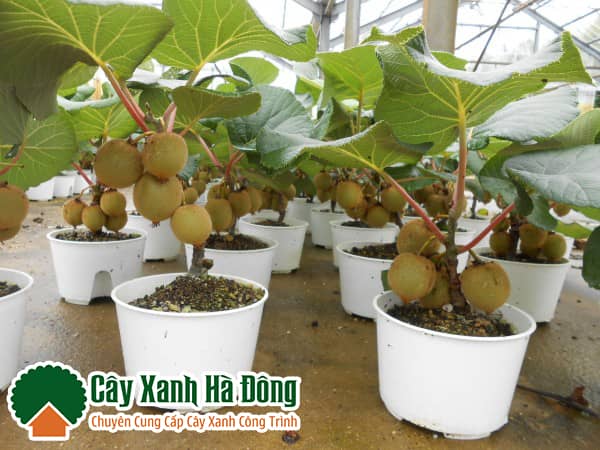 Cây Kiwi - Vườn Cây Xanh Hà Đông