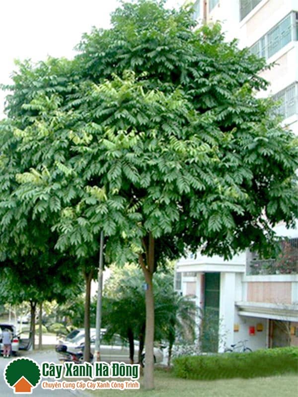 Cây Sấu Hà Nội - loại cây công trình phổ biến