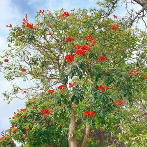 Cây Sò Đo Cam hay cây Phượng Hoàng Đỏ