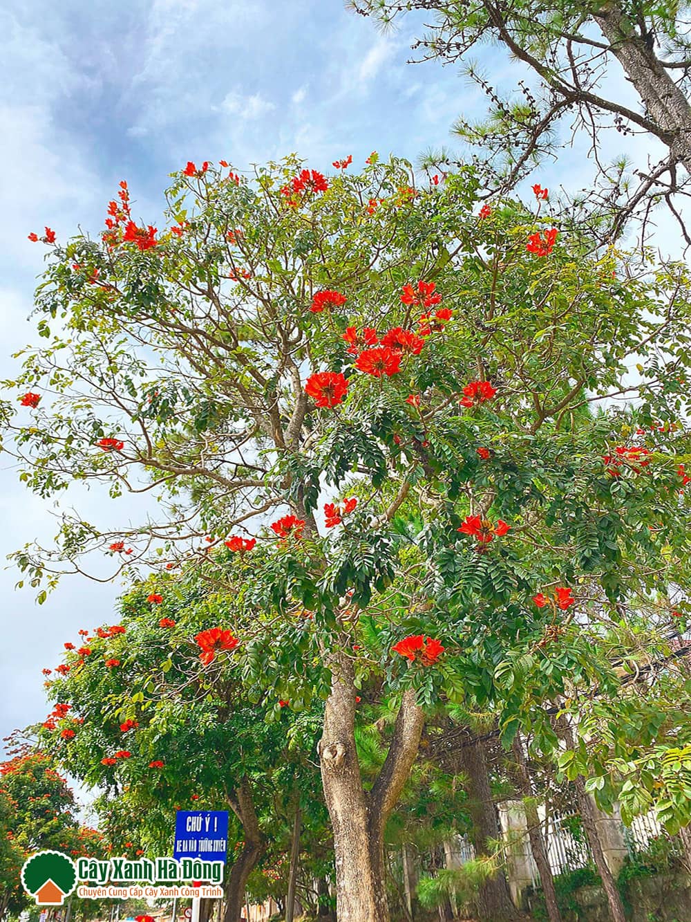 Cây Sò Đo Cam hay cây Phượng Hoàng Đỏ