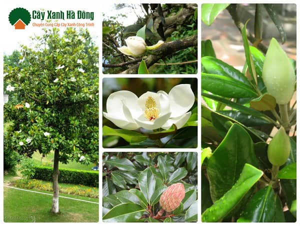 Đặc điểm - Cách nhận biết