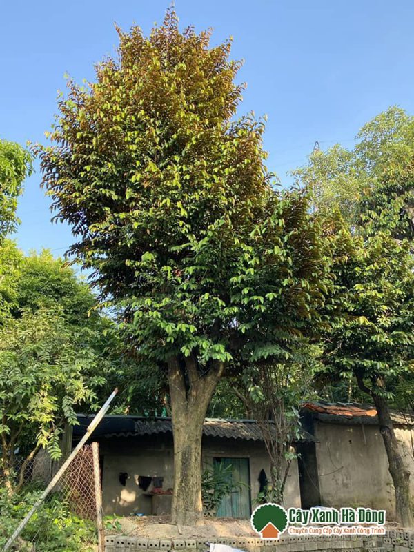 Đặc điểm nổi bật của cây Vú Sữa