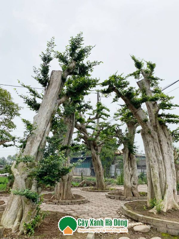 Cây được ươm rất nhiều tại vườn cây xanh Hà Đông