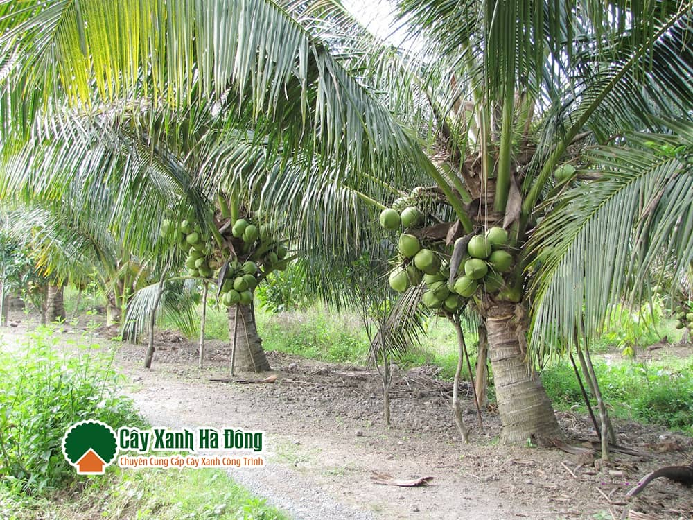 Hình dáng của cây Dừa