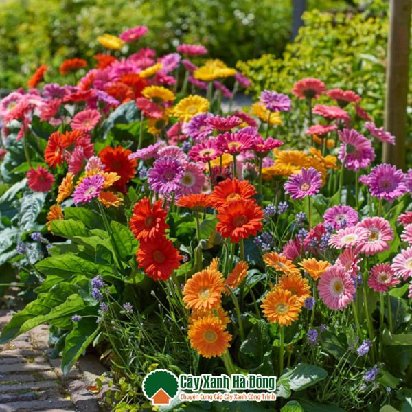 Hoa đa dạng về màu màu sắc