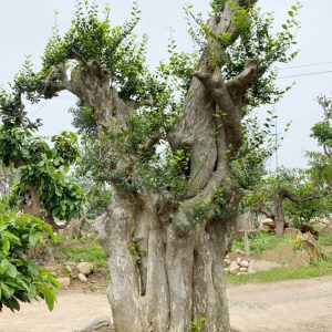 Loại cây mang ý nghĩa phong thuỷ
