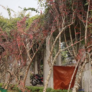 Mua cây Đào Rừng tốt nhất tại Vườn Cây Xanh Hà Đông