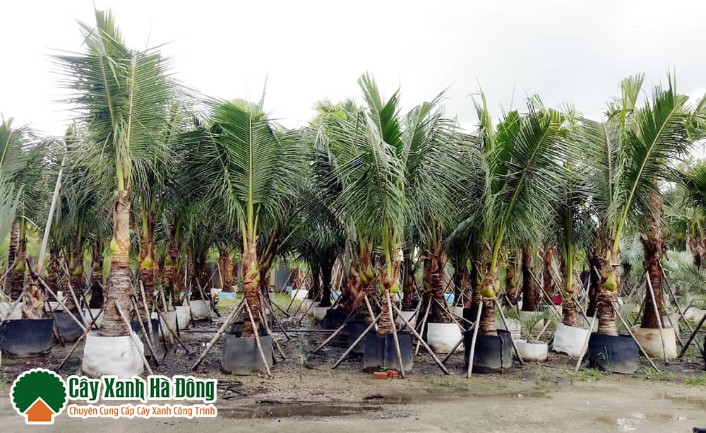 Mua cây Dừa giá rẻ và chất lượng