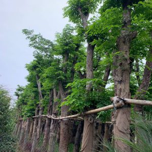Mua cây Giáng Hương giá rẻ tại Vườn Cây Xanh Hà Đông