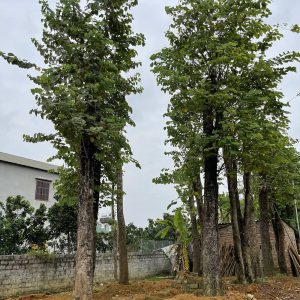 Mua cây Hoa Ban tại Vườn Cây Xanh Hà Đông