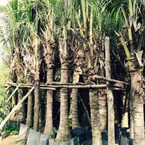 Trồng và chăm sóc Dừa