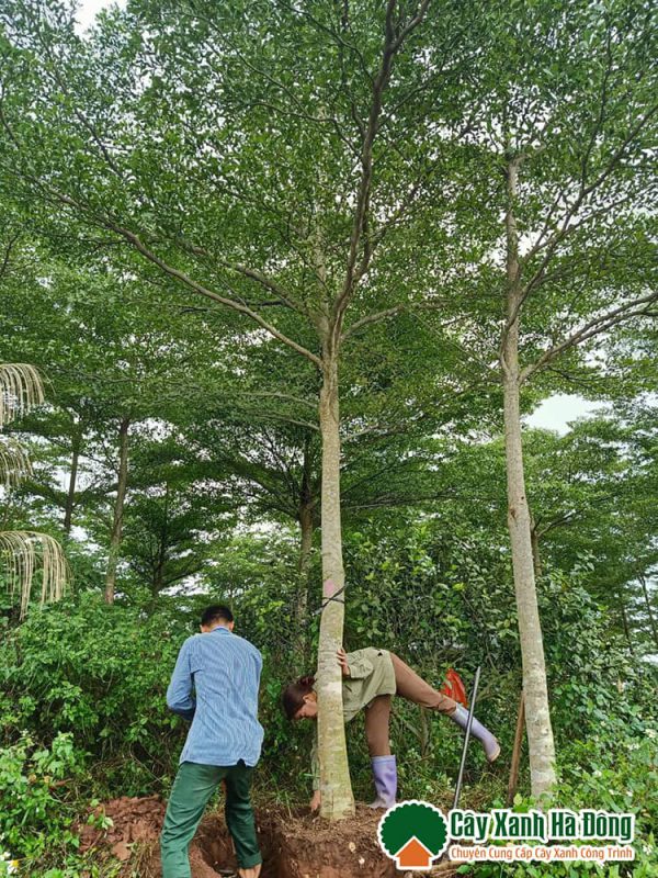 Vườn cây xanh Hà Đông bán cây bàng Đài Loan công trình
