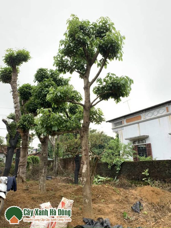 Vườn Cây Xanh Hà Đông cung cấp số lượng lớn cây sang công trình