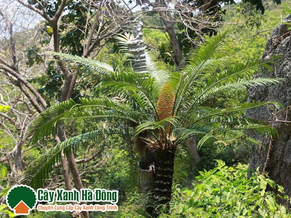 Cây phù hợp với nhiều kiểu không gian