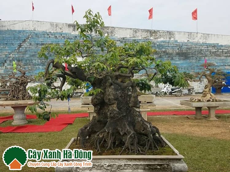 Thị trồng làm cảnh - Vườn Cây Xanh Hà Đông