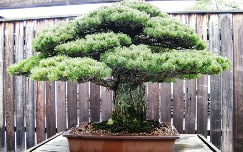 Cây thông trắng bonsai