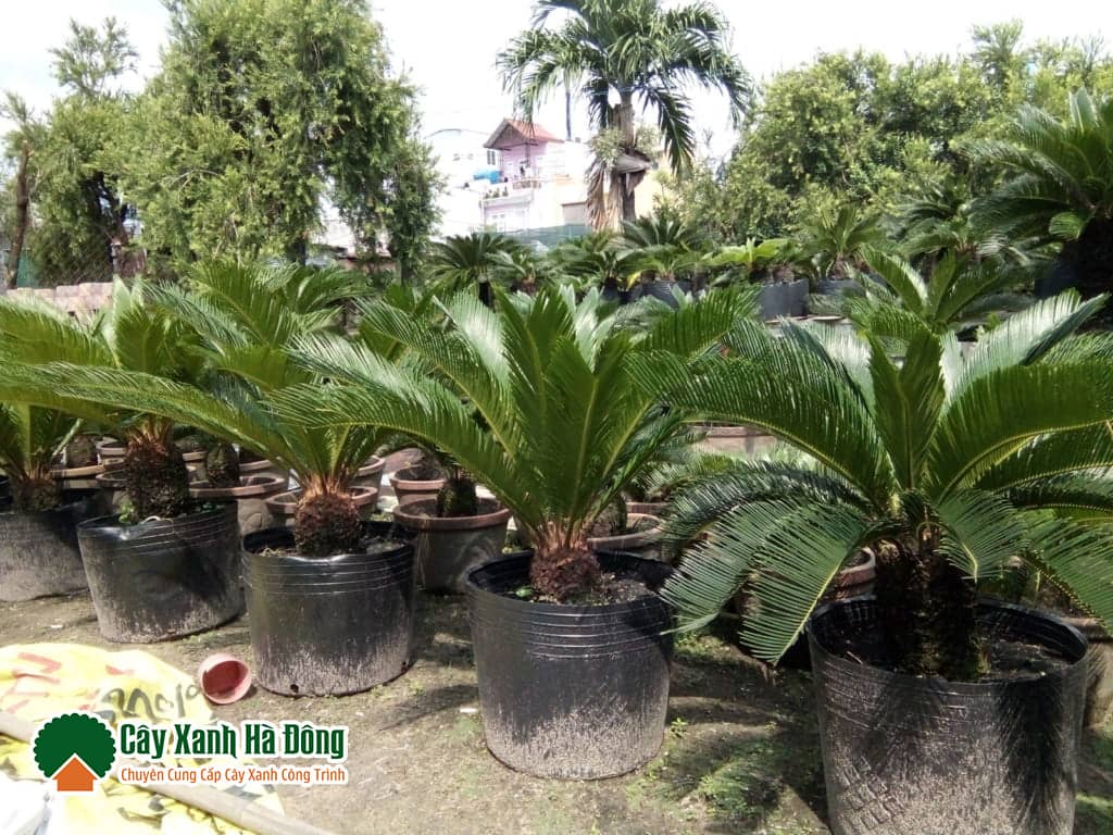 Thiên Tuế rất dễ sống và chăm sóc