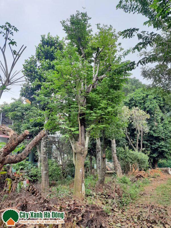 Bán cây Khế công trình cao to tại vườn