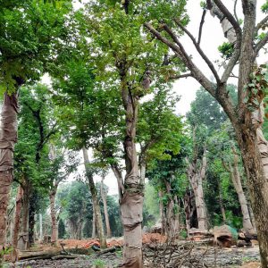 Kỹ thuật trồng và chăm sóc cây Khế