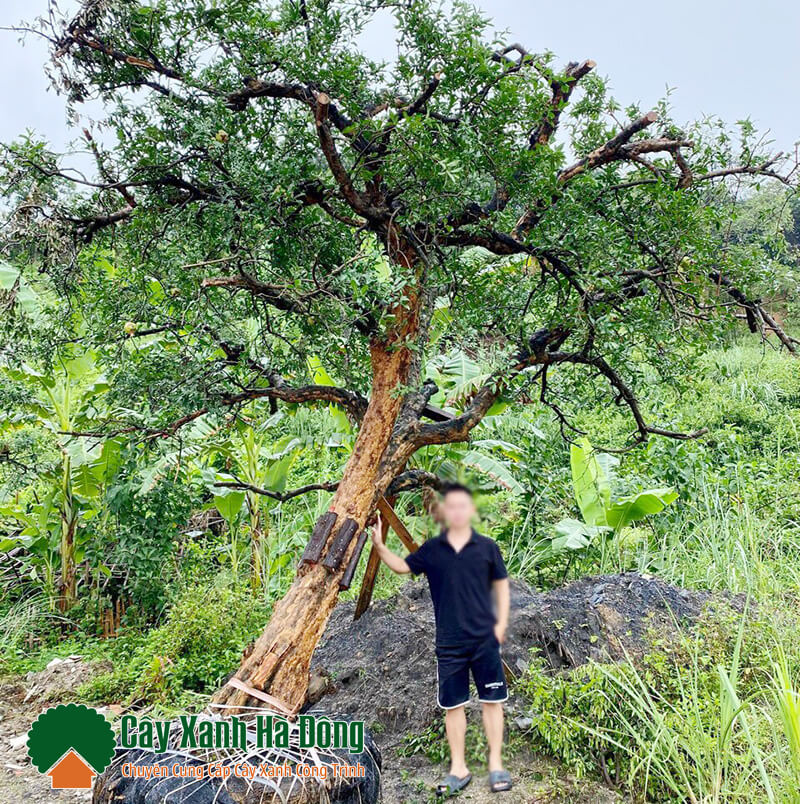 Cây Lựu Đỏ Ấn Độ tại Vườn Cây Xanh Hà Đông